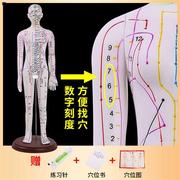 52cm62cm中医针灸穴位人体模型十二经络图全白人体穴位模型人n