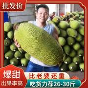 海南三亚黄肉菠萝蜜，1整个20-40斤现摘新鲜水果当季波罗蜜热带