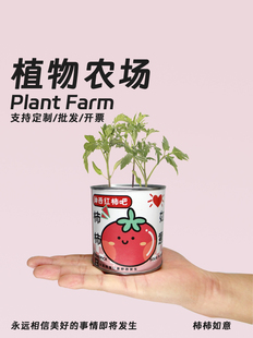 植物罐头植物含羞草向日葵，番茄种子室内绿盆栽，创意企业学校礼物品