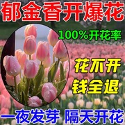 郁金香水培营养液水仙花风信子生根水水培植物快速生长防烂根神器