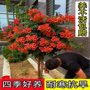 美国凌霄花苗盆栽观花爬藤植物庭院带花四季攀爬阳台炮仗花大苗