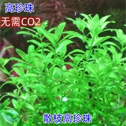 日本珍珠草自养水下叶中后景，草缸造景无需二氧化碳，好养高珍珠(高珍珠)水草