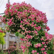 胭脂筘扣爬藤本月季花，大苗阳台庭院盆栽植物玫瑰，花卉多头勤花四季