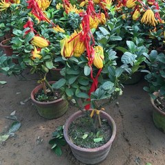 佛手树苗盆栽带果金华佛手柑盆景可食G用植物阳台庭院花卉绿植好