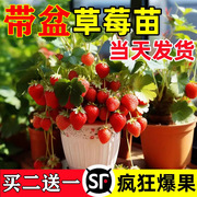 奶油草莓苗盆栽冬季带盆带土种籽子红颜四季结果阳台种植新苗苗秧