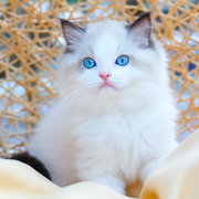 猫舍纯种血统布偶猫蓝眼幼猫海双小猫咪，活物幼崽仙女猫活体宠物猫