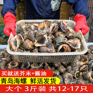 5斤海螺鲜活新鲜青岛特产海捕海鲜水产，贝类螺特大鲜活大海螺