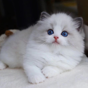 三明布偶猫幼猫活体海双长毛小猫咪纯种宠物猫蓝白美短蓝猫银渐层