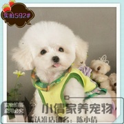 纯种活体泰迪犬玩具型贵宾犬白色，宠物狗狗宠物犬，包健康(包健康)x