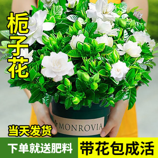 栀子花盆栽花卉绿植室内四季开花水培植物，茉莉花清香木金钻好养活