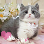 蓝白矮脚猫曼基康英国(康英国)短毛猫橘白乳白(白乳白)拿破仑长毛猫猫证书北京猫舍