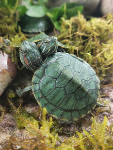 情侣小乌龟活体小巴西龟苗活物绿色彩龟一对红耳招财龟宠物观赏龟