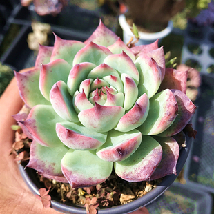 吉娃娃水蜜桃多肉植物肉肉植物萌肉肉，组合盆栽室内花卉陌上花