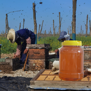 五斤装蜂蜜纯正天然土蜂蜜，农家自产正宗野生山花百花蜜大桶装峰蜜