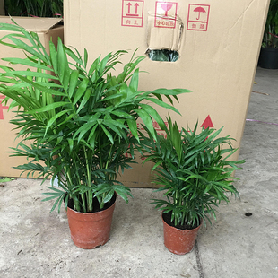 散尾葵盆栽袖珍椰子净化空气，吸甲醛植物，网红室内客厅大型绿植凤尾