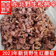 东北特产野生松蘑菇菌红蘑菇松树伞红肉蘑菇干货 松茸一斤