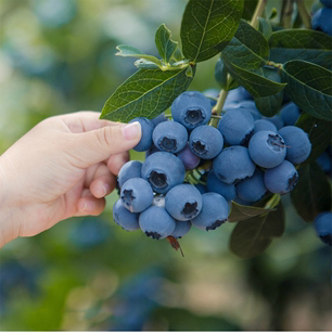 蓝莓树苗南方品种北方种植兰梅苗带花室内盆栽地栽当年结果苗树莓