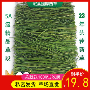 23年新烘干提摩西草草段兔子干草龙猫荷兰猪牧草岷县北提500g