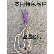 蕙兰 矮种纯紫色 兰花 数量少 来自山农