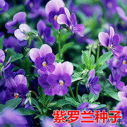 展鑫种业紫罗兰种子，混色阳台庭院盆栽园艺，耐寒花籽草桂花