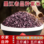 墨江紫米新米紫糯米血糯米紫米饭正宗云南糙米饭团专用500g老品种