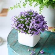 紫风铃草花卉盆栽带花苞开花植物客厅室内办公室美观水培绿植花盆