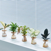 水培植物办公室桌面绿植摆件室内发财树，春羽水养小盆栽净化空气花