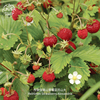亚历山大高山草莓种子食用香甜浆果进口传家宝多年生室内盆栽水果