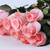 戴安娜玫瑰花苗粉色花卉观花绿植物，大花浓香月季室内阳台盆栽
