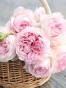 婚礼盒小苗超扦插粉白色大花，中香灌木长势好阳台庭院