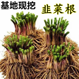 盆栽蔬菜韭菜根绿色蔬菜种苗，蔬菜种子家庭园艺绿植，四季种植包成活(包成活)