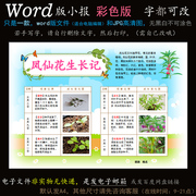 z147电子手抄报word版，小报观察植物生长凤仙花，种子开花成长简报