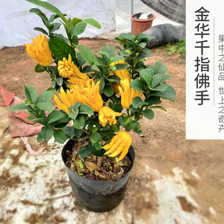 金华佛手