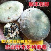 四川野生蘑菇新鲜红(新鲜红)葱菌红乳牛肝菌见手青烫后抽真空500g