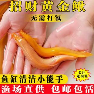 黄金泥鳅冷水观赏鱼缸清洁鱼，工具鱼练手鱼，淡水鱼金龙鳅招财黄金鳅