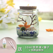 marimo海藻球生态瓶微景观，diy造景水养植物，盆栽水培礼物迷你摆件