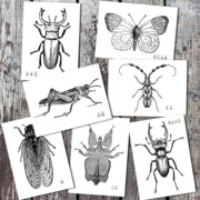 黑白线描昆虫临摹卡创意新画风铅笔绘画带中文名称    35张