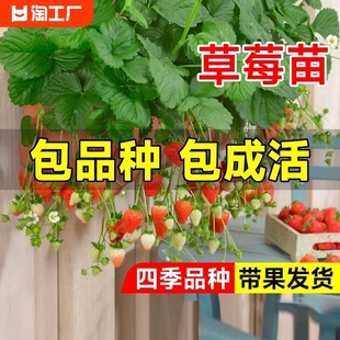 奶油草莓苗盆栽带土种籽子可食用红颜四季结果阳台种植新苗秧特大