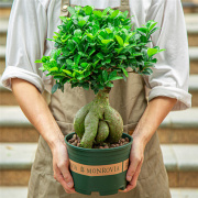 榕树盆栽室内阳台植物造型，老桩绿植室外树苗，人参榕小叶金钱榕盆景