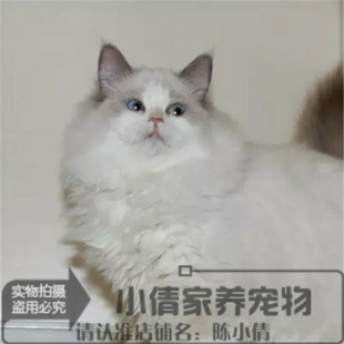 美国布偶猫cfa血统，纯种猫活体海豹手套色，弟弟蓝眼布偶猫幼猫x