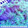 长须宝石花日本单苞花彩，单包珊瑚长须大花品种软体lps海水鱼缸