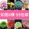 按图多肉植物大颗好养稀有品种花卉组合盆栽带盆栽好