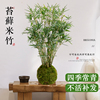 米竹水培苔藓带根球，室内玻璃瓶鱼缸盆景，客厅桌面观赏竹子绿植盆栽