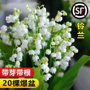 铃兰花盆栽进口种球种子花卉绿植，室内外耐寒耐冻易活四季开花植物