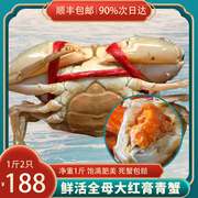 青蟹野生海捕三门全母超大特大红膏青蟹水产海鲜红鲟螃蟹一斤两只