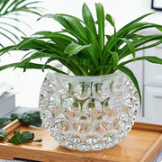 简约加厚水晶玻璃花瓶透明绿萝水培花盆圆形水养，植物器皿插花摆件