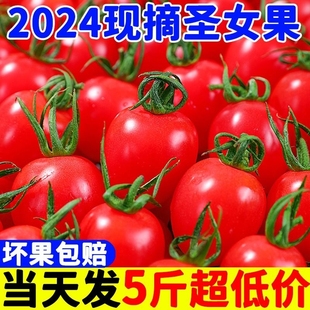 广西新鲜千禧圣女果西红柿，小柿子小番茄，樱桃当季特产水果蔬菜整箱