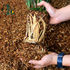 新升级(新升级)兰花植料透气营养土18升(5斤)量足养兰防护套装种植肥料