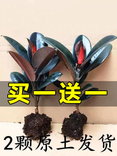 黑金刚橡皮树盆栽花卉植物，室内客厅净化空气办桌面防辐射盆景绿植