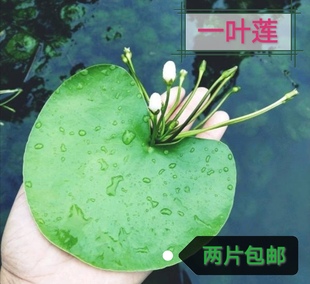 一叶莲水草水生花卉，水培植物鱼池四季开花鱼缸浮生莲花2片